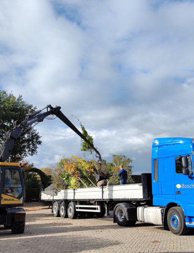 Boomkwekerij Johan van Overbeek OIRSCHOT afbeelding 3